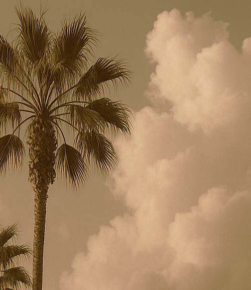 Generated: palm trees and clouds